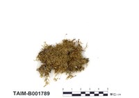 藏品(黃灰苔)的圖片